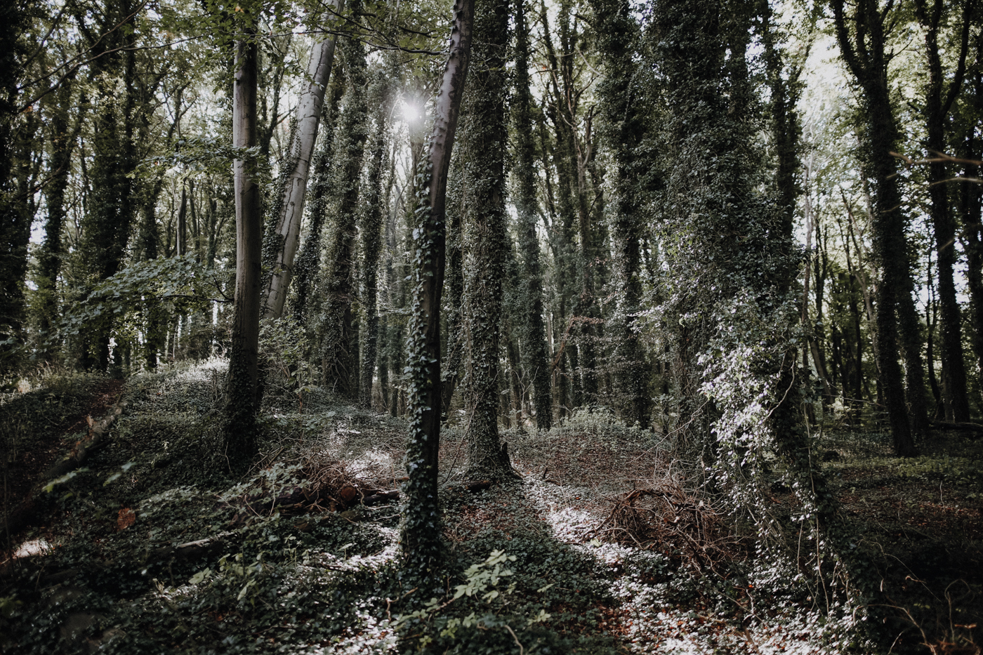 Wandern Usedom Streckelsberg