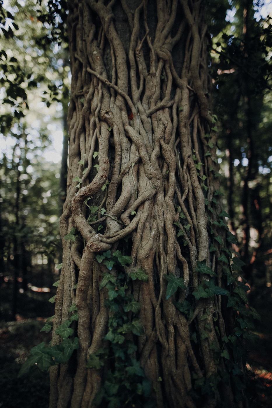 Wandern Usedom Streckelsberg
