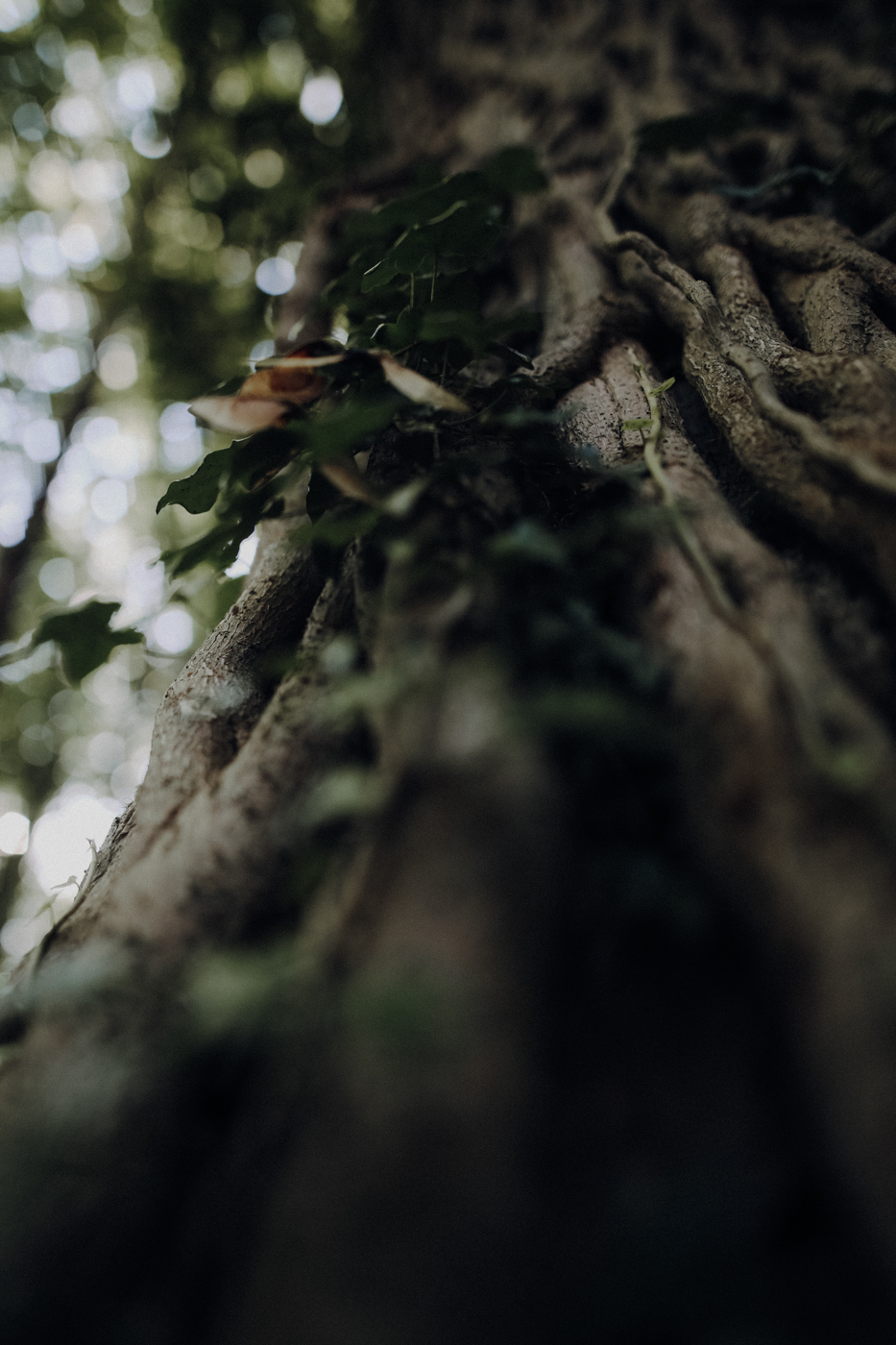 Wandern Usedom Streckelsberg