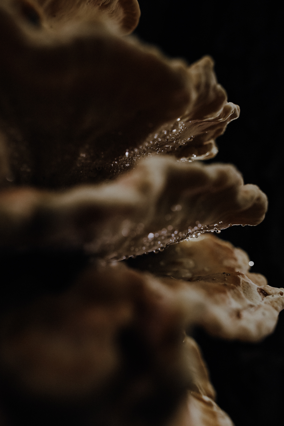 Wandern Feldberger Seenlandschaft Carwitz Schmaler Luzin Fridolinweg