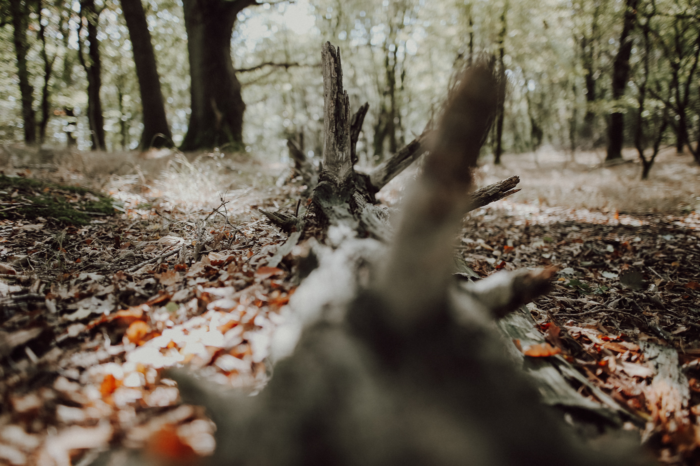 Wandern Feldberger Seenlandschaft Carwitz Hauptmannsberg Fridolinweg