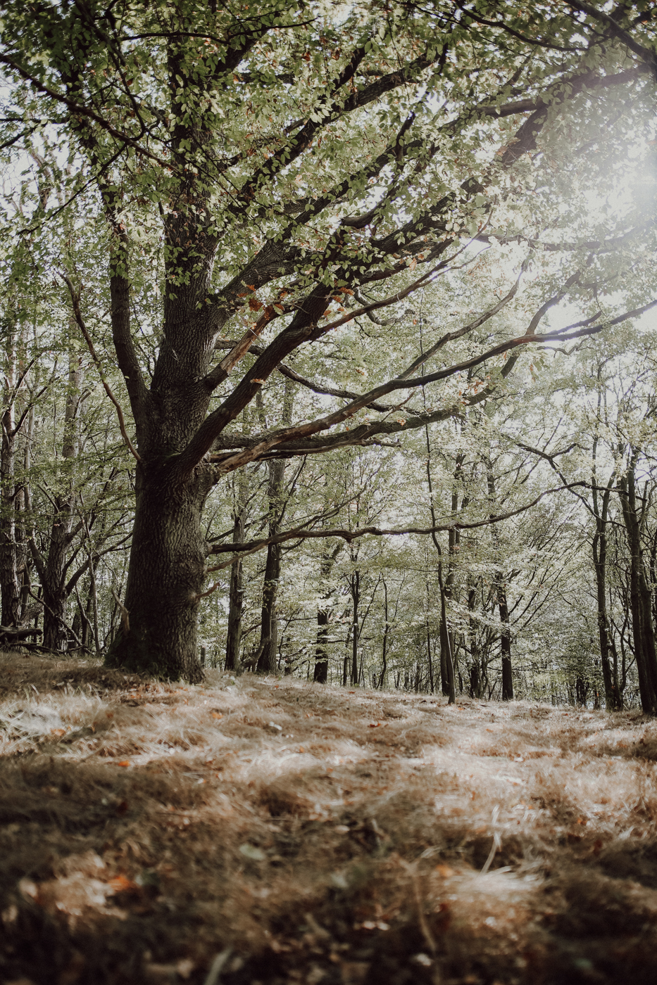 Wandern Feldberger Seenlandschaft Carwitz Hauptmannsberg Fridolinweg