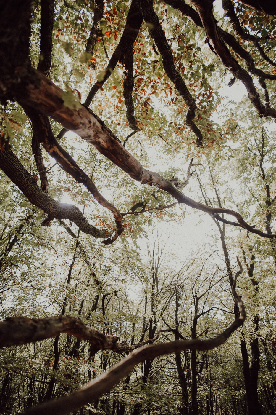 Wandern Feldberger Seenlandschaft Carwitz Hauptmannsberg Fridolinweg