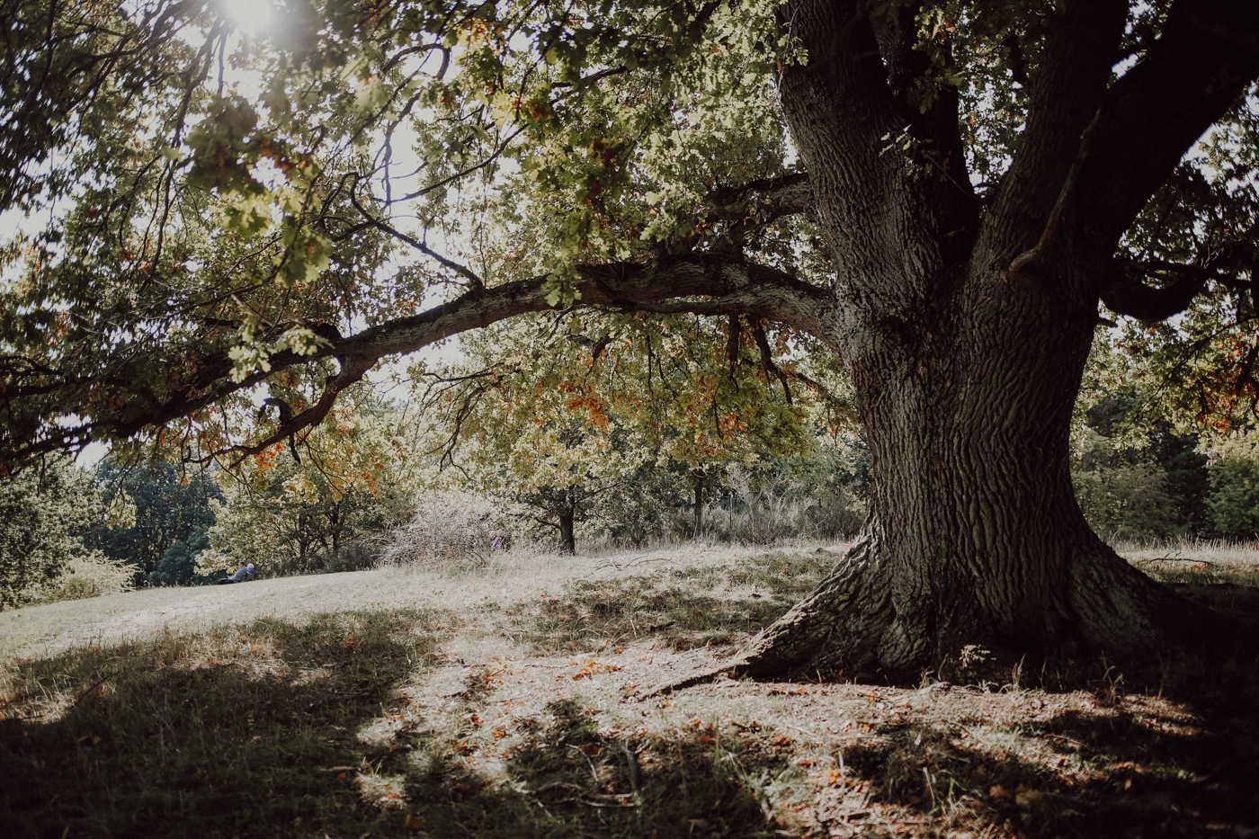 Wandern Feldberger Seenlandschaft Carwitz Hauptmannsberg Fridolinweg