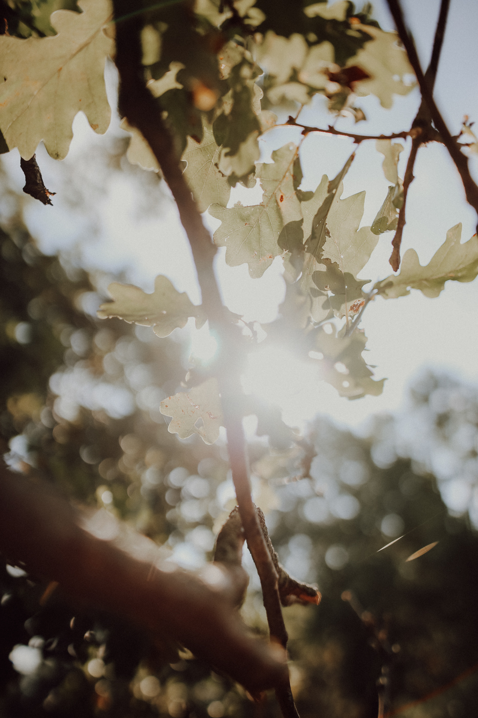 Wandern Feldberger Seenlandschaft Carwitz Hauptmannsberg Fridolinweg