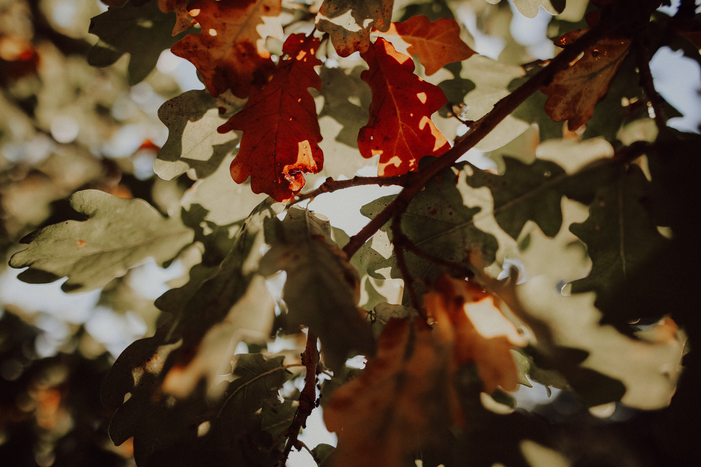 Wandern Feldberger Seenlandschaft Carwitz Hauptmannsberg Fridolinweg