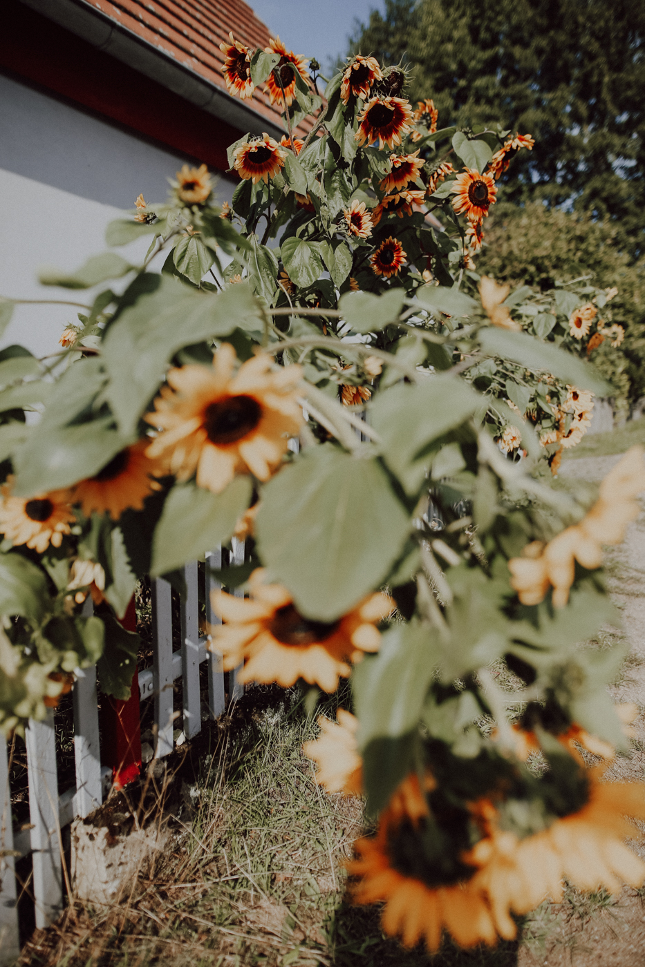 Wandern Feldberger Seenlandschaft Carwitz Fallada Fridolinweg
