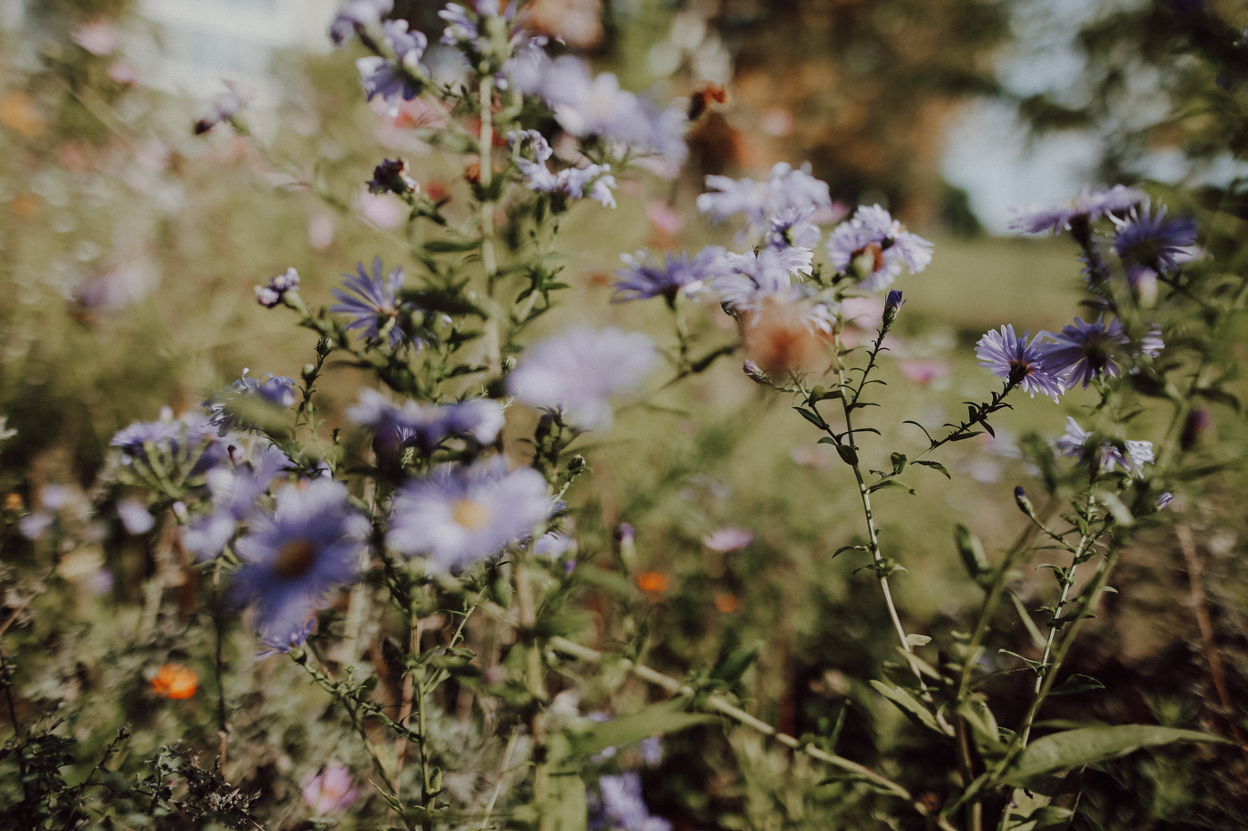 Wandern Mecklenburg Vorpommern Feldberger Seen