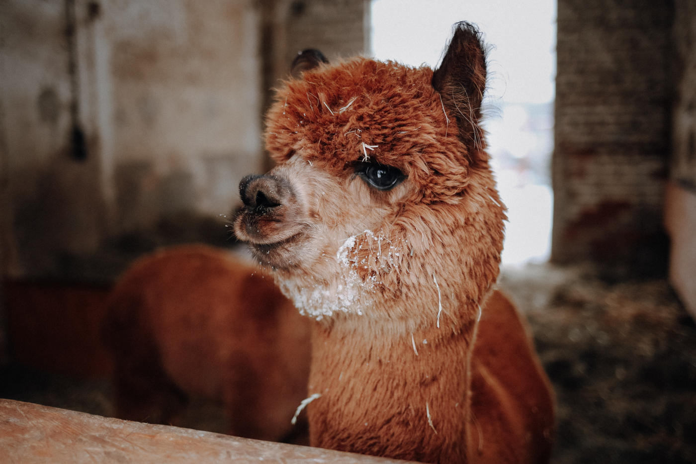 Alpaka Wandern Sachsen Alpakaland