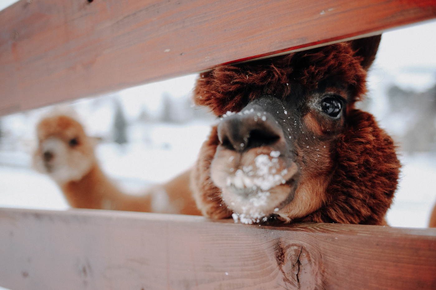 Alpaka Wandern Sachsen Alpakaland