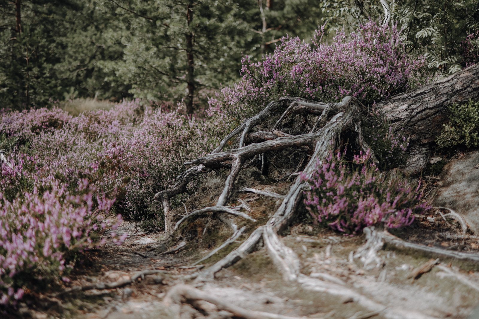 Klettersteig Sächsische Schweiz Häntzschelstiege
