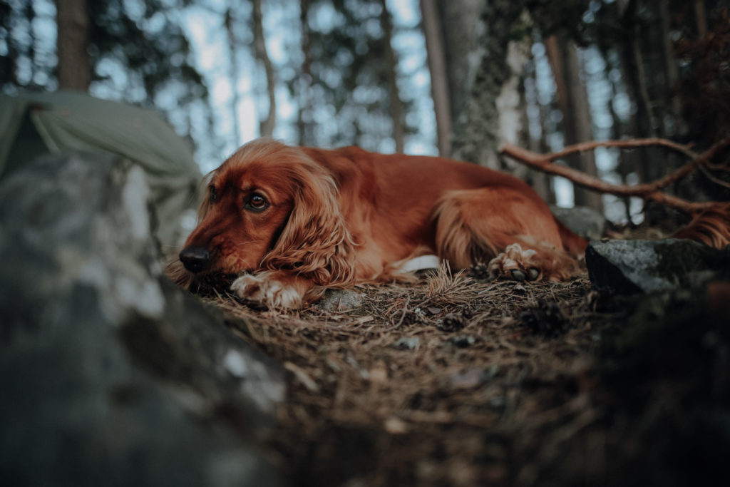 Kanutour Schweden Värmland Kanu Trip